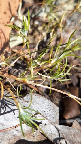 Image of Laxmannia orientalis by no rights reserved