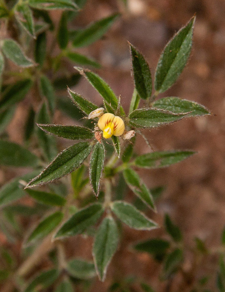 Wild Lucerne