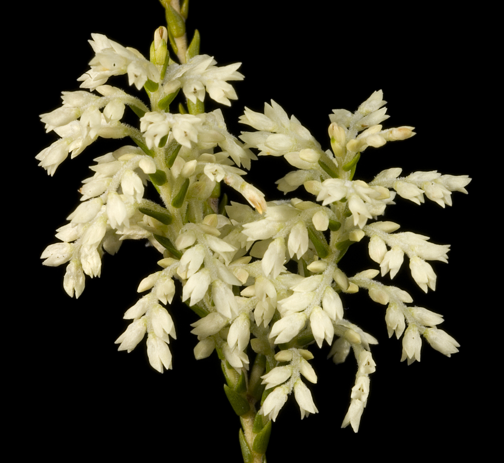 Oligarrheneae