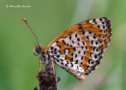 Spotted Fritillary