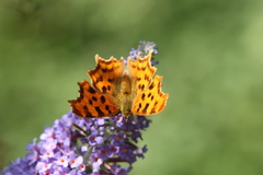 Polygonia c-album