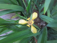 Trimezia martinicensis