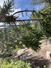 Pinus balfouriana austrina