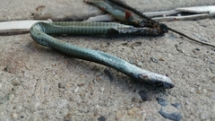 Thamnophis sirtalis sirtalis