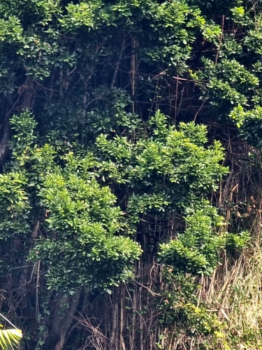 Image of Persea barbujana by (c) Vítor Jorge, some rights reserved (CC BY)