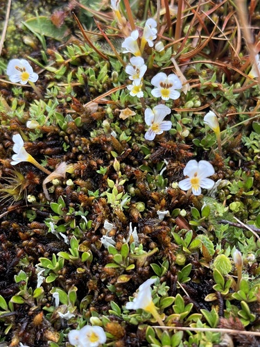 Euphrasia disperma observed 2025-02-20