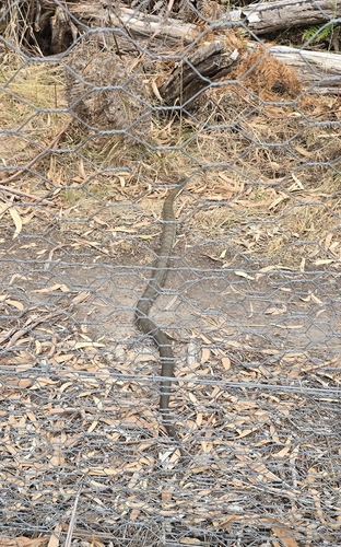 Tiger Snake sighting