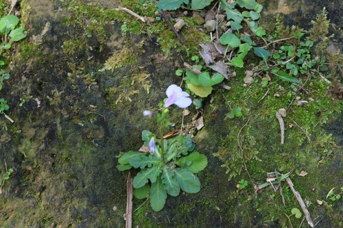 Image of Mazus fauriei by (c) 林正文, some rights reserved (CC BY)