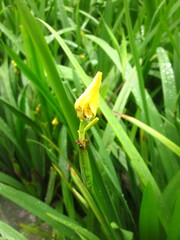 Trimezia martinicensis