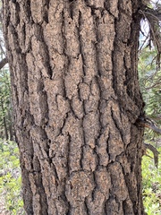 Pinus balfouriana austrina