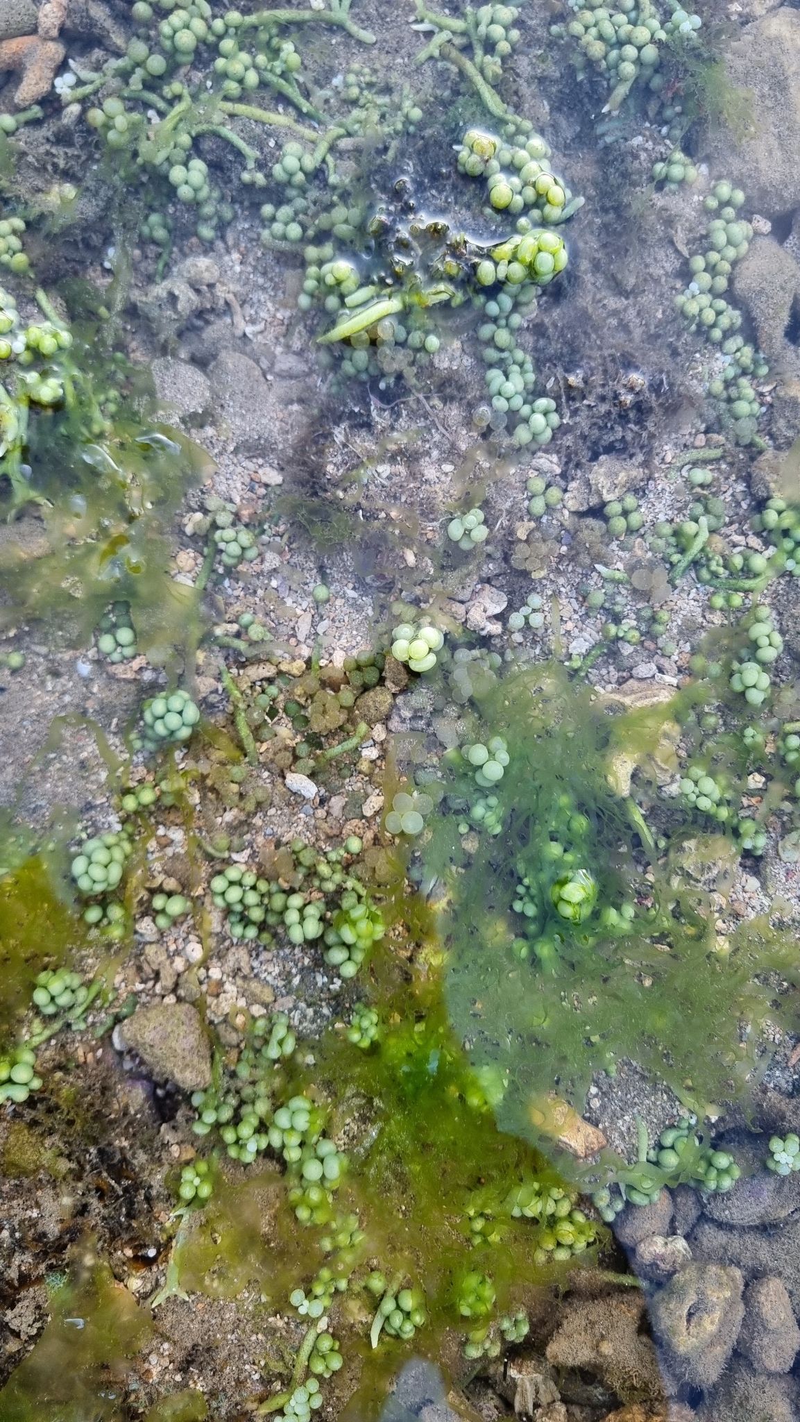 Caulerpa racemosa (Caulerpa racemosa)