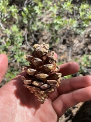 Pinus balfouriana austrina