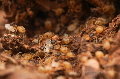 Ghost ant