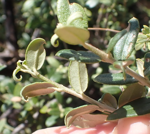 Smallleaf Camphorbush (Tarchonanthus minor)