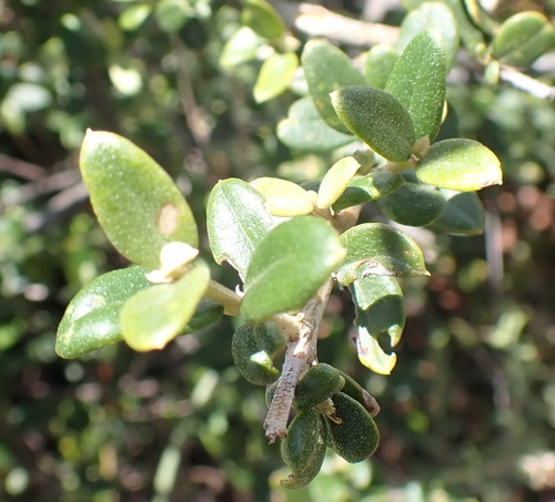 Image of Tarchonanthus minor by (c) Nicola van Berkel, some rights reserved (CC BY-SA)