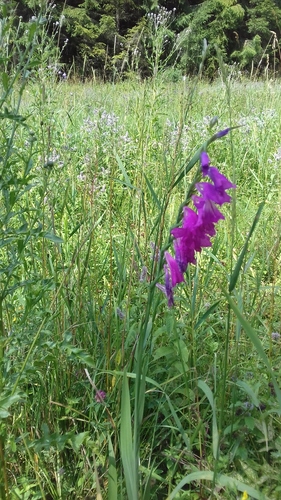 mečík strechovitý (Gladiolus imbricatus)