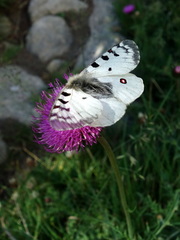 Parnassius phoebus