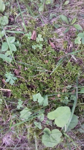 rebríčkovec stromkovitý (Climacium dendroides)