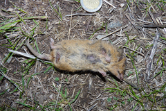 Monodelphis dimidiata