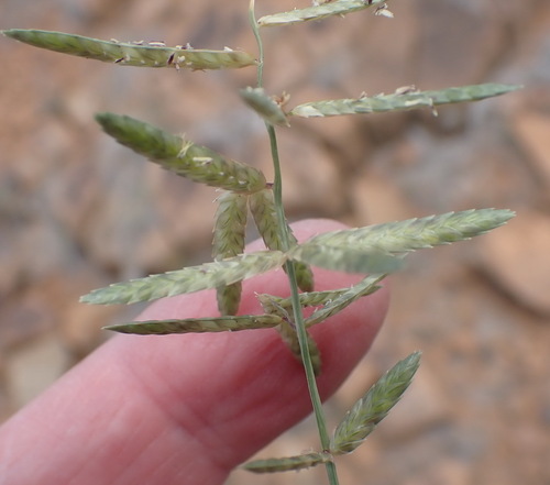 Image of Eragrostis nindensis by (c) Nicola van Berkel, some rights reserved (CC BY-SA)