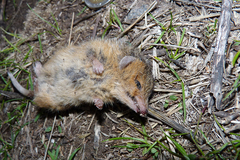 Monodelphis dimidiata