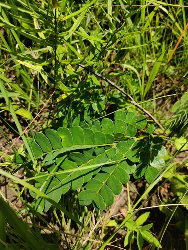 Foto de Albizia