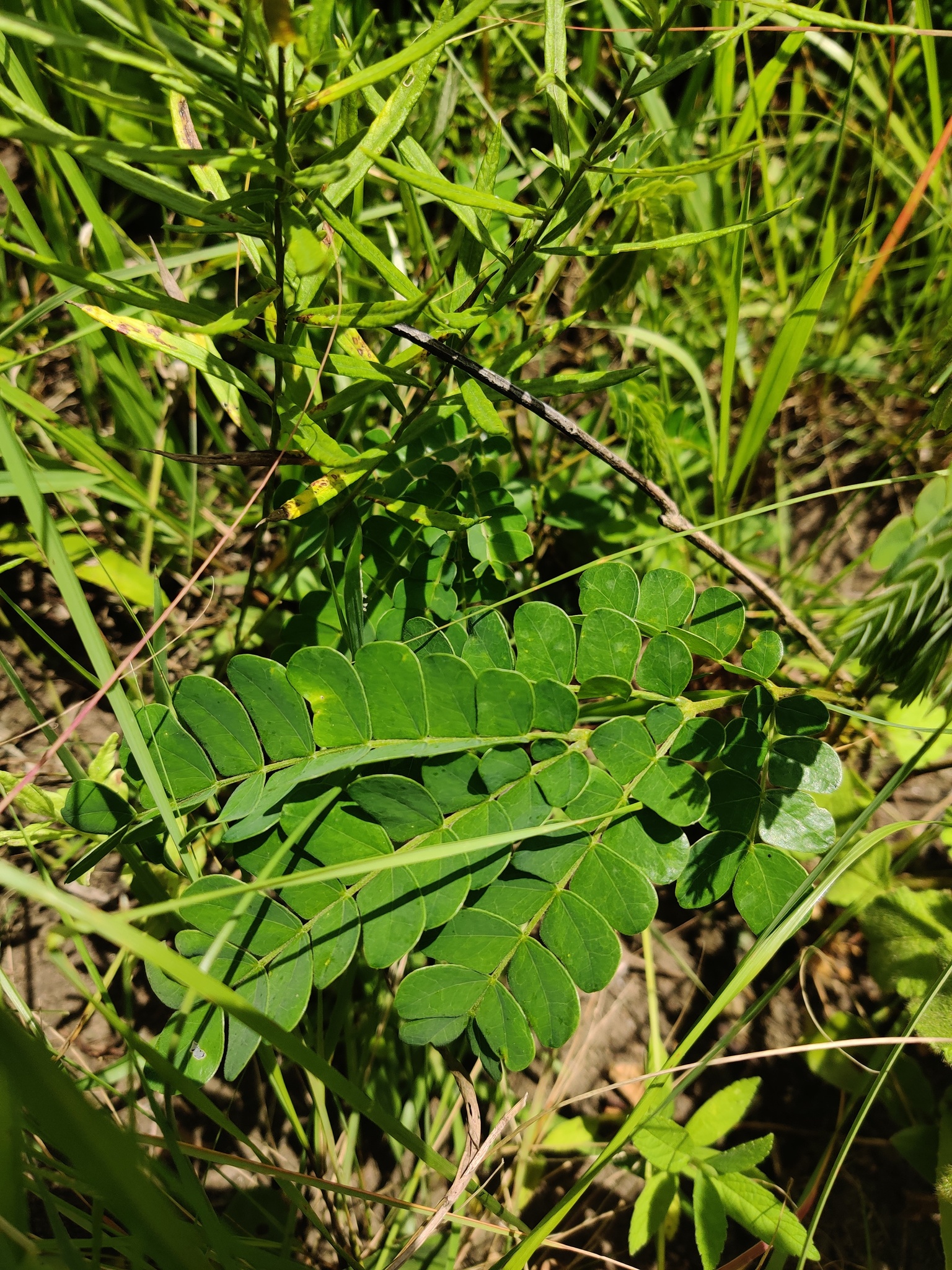 Imagem de Albizia