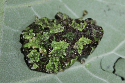 Spiny Rain Frog, Scaphiophryne spinosa