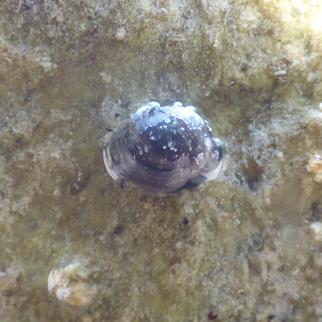 Wet Rock Physa