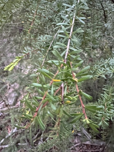 Micrantheum hexandrum (Micrantheum hexandrum)
