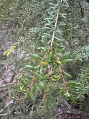 Micrantheum hexandrum, photograph Caleb Catto, CC BY, iNaturalist via GBIF