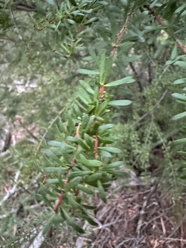 Micrantheum hexandrum, photograph 4