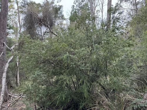 Micrantheum hexandrum, photograph 5