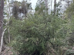 Micrantheum hexandrum, photograph Caleb Catto, CC BY, iNaturalist via GBIF