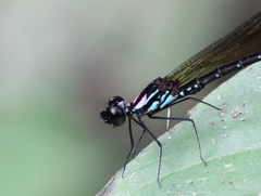 Heliocypha biforata