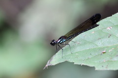 Heliocypha biforata