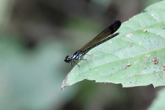 Heliocypha biforata