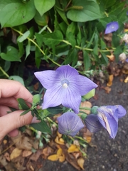 Platycodon grandiflorus