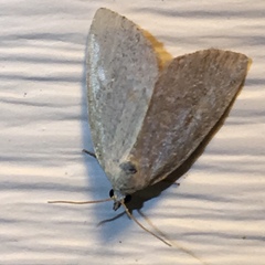 Protodeltote albidula