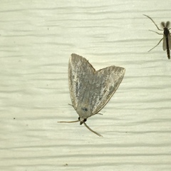 Protodeltote albidula