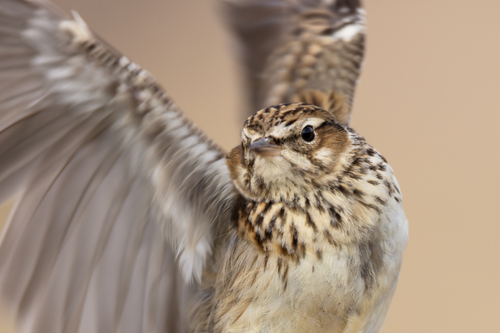 Woodlark, photo 2 of 7