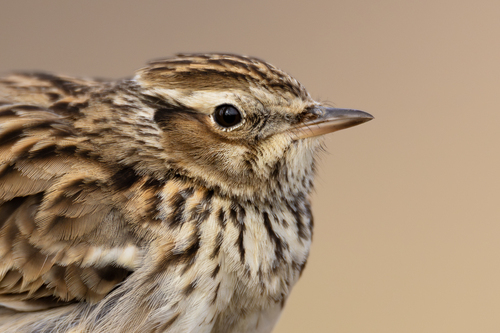 Woodlark, photo 3 of 7