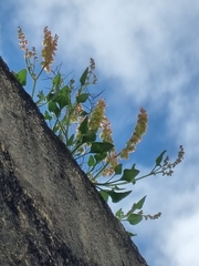 Rumex simpliciflorus, photograph (c) Vítor Jorge, some rights reserved (CC BY)