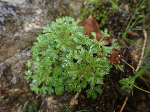 Image of Mossy Saxifrage (Saxifraga fragosoi) by (c) Franck Cabot, some rights reserved (CC BY)