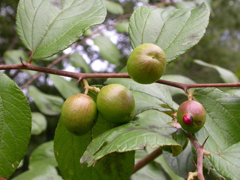 large jujube