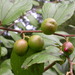Large Jujube - Photo (c) Marco Schmidt, some rights reserved (CC BY-NC-SA)