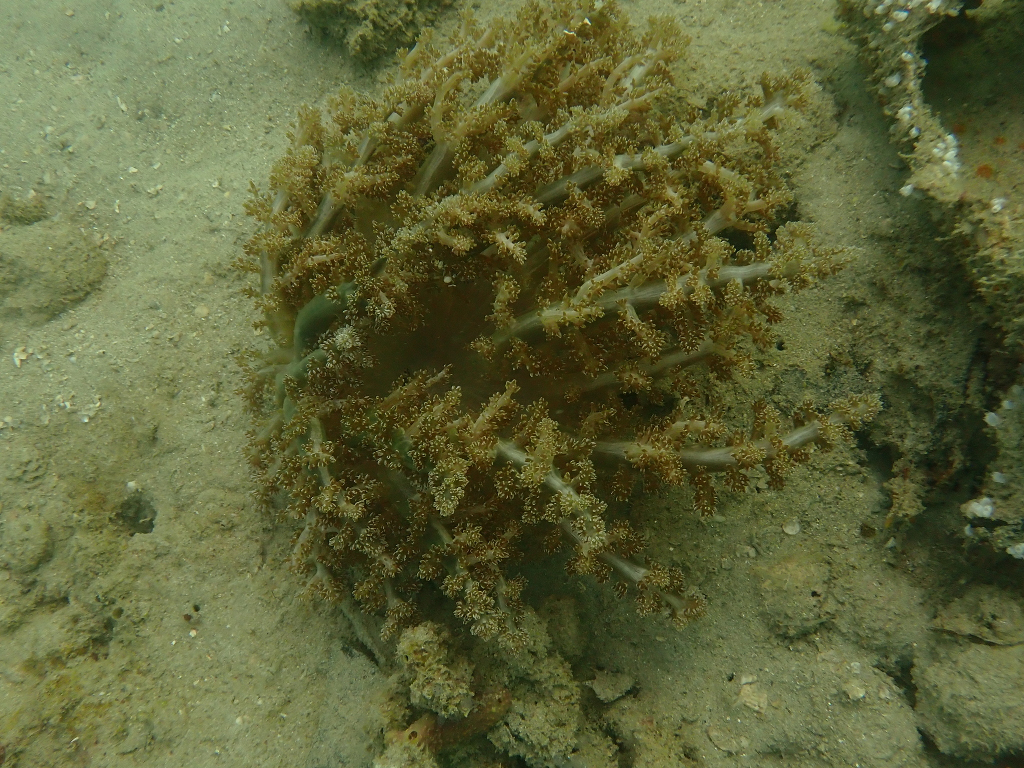 Actinodendron arboreum (Quoy & Gaimard, 1833)