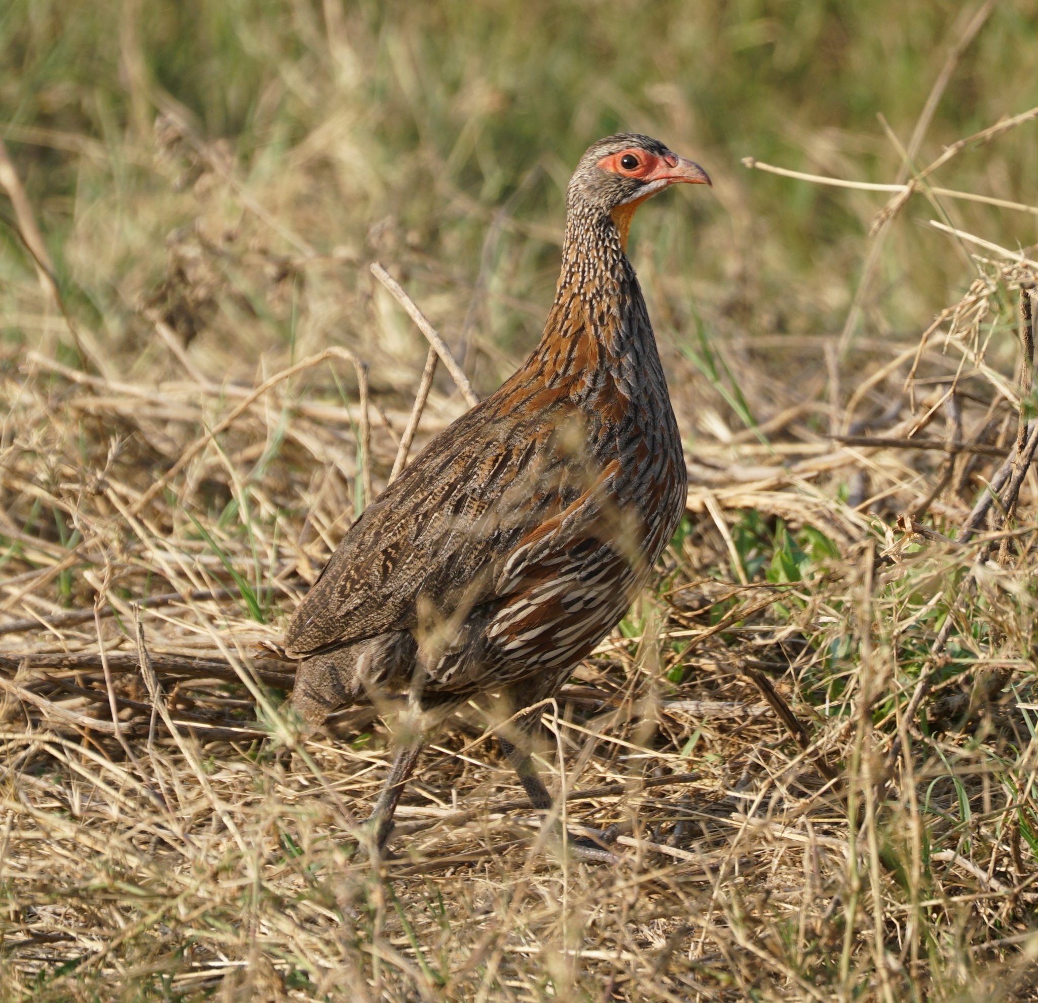 Grey-breasted Spurfowl (Pternistis rufopictus), photo 5
