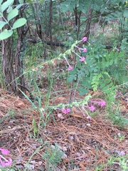 Ipomopsis macrosiphon