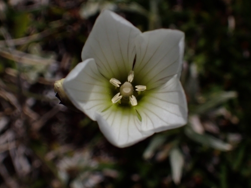 Image of Gentianella diemensis by no rights reserved